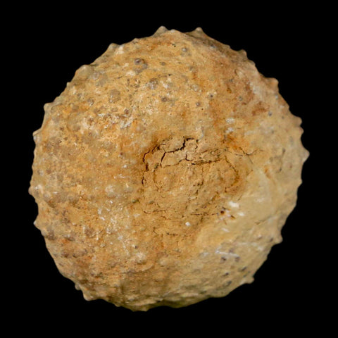 29MM Detailed Fossil Tetragramma Marticense Sea Urchin Echinoid Cretaceous