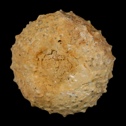 29MM Detailed Fossil Tetragramma Marticense Sea Urchin Echinoid Cretaceous