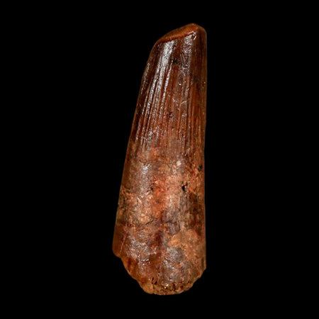 1.4" Spinosaurus Fossil Tooth 100 Million Years Old Cretaceous Dinosaur COA Stand