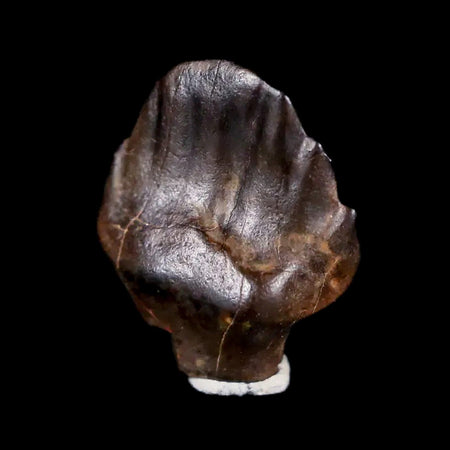 0.4" Ankylosaurus Fossil Tooth Judith River FM Cretaceous Dinosaur MT COA & Display
