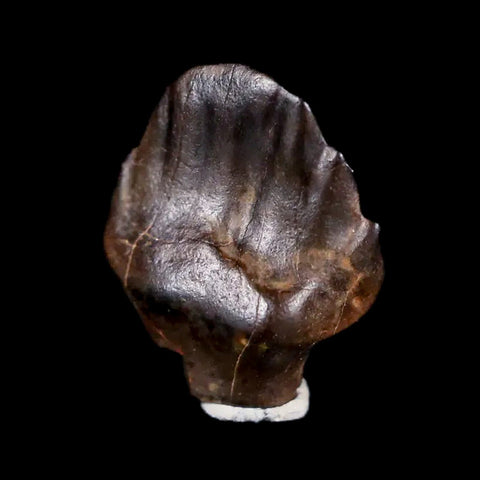 0.4" Ankylosaurus Fossil Tooth Judith River FM Cretaceous Dinosaur MT COA & Display - Fossil Age Minerals