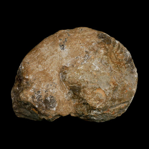 4.6" Acanthoceras Ammonite Fossil Agadir Morocco 360 Million Year Old COA - Fossil Age Minerals