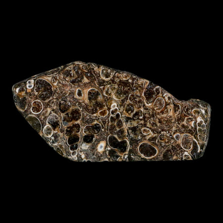 2.6" Polished Cut Slab Of Fossil Turritella Shells Eocene Age Wyoming Gastropod Shells