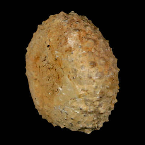 29MM Detailed Fossil Tetragramma Marticense Sea Urchin Echinoid Cretaceous