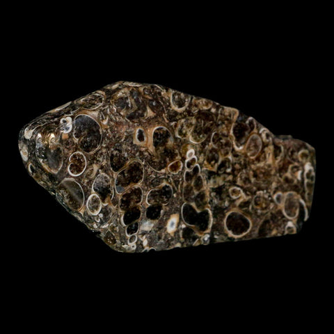 2.6" Polished Cut Slab Of Fossil Turritella Shells Eocene Age Wyoming Gastropod Shells - Fossil Age Minerals