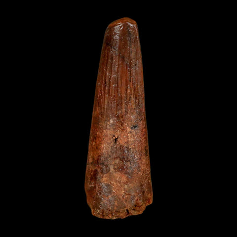 1.4" Spinosaurus Fossil Tooth 100 Million Years Old Cretaceous Dinosaur COA Stand - Fossil Age Minerals
