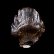 0.4" Ankylosaurus Fossil Tooth Judith River FM Cretaceous Dinosaur MT COA & Display