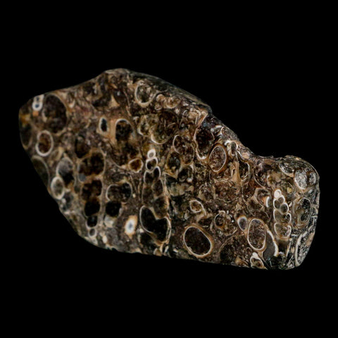 2.6" Polished Cut Slab Of Fossil Turritella Shells Eocene Age Wyoming Gastropod Shells - Fossil Age Minerals