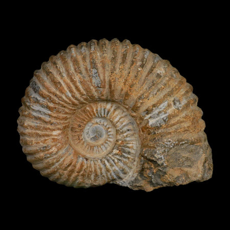 5.2" Acanthoceras Ammonite Fossil Agadir Morocco 360 Million Year Old COA
