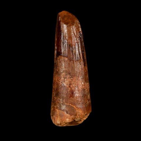 1.4" Spinosaurus Fossil Tooth 100 Million Years Old Cretaceous Dinosaur COA Stand - Fossil Age Minerals