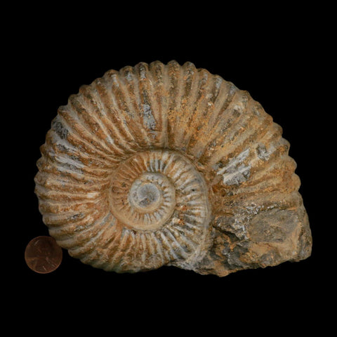 5.2" Acanthoceras Ammonite Fossil Agadir Morocco 360 Million Year Old COA - Fossil Age Minerals