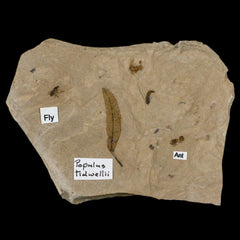 Green River Formation Plant Fossil