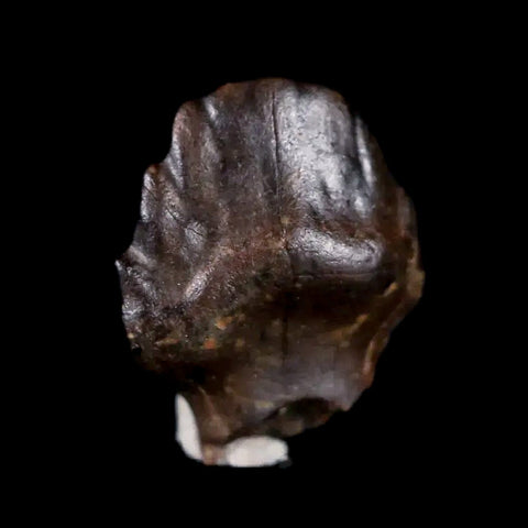 0.4" Ankylosaurus Fossil Tooth Judith River FM Cretaceous Dinosaur MT COA & Display - Fossil Age Minerals