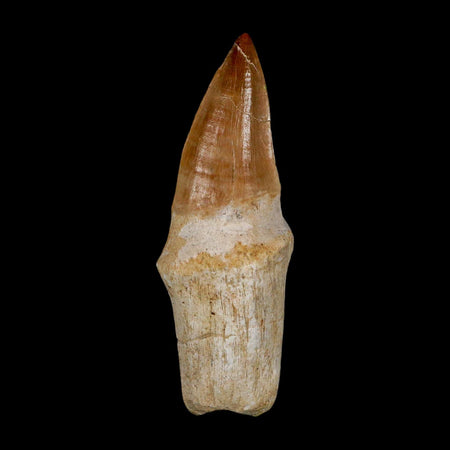 2.8" Mosasaur Eremiasaurus Fossil Tooth Rooted Cretaceous Dinosaur Era COA
