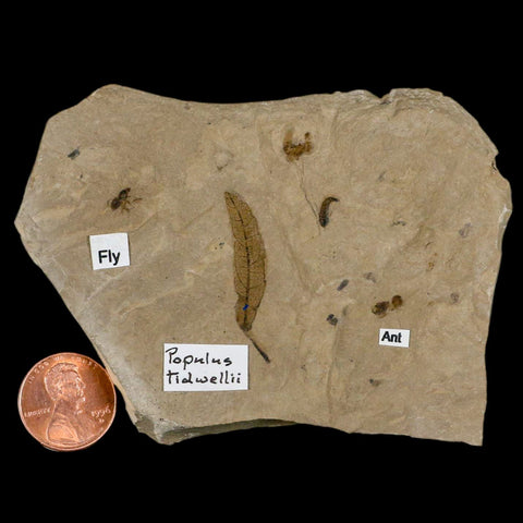 3.7" Fossil Papulus Tidwellii Leaf Ant And Fly Insect Green River FM Uintah UT Eocene Age - Fossil Age Minerals