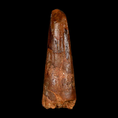 1.4" Spinosaurus Fossil Tooth 100 Million Years Old Cretaceous Dinosaur COA Stand - Fossil Age Minerals