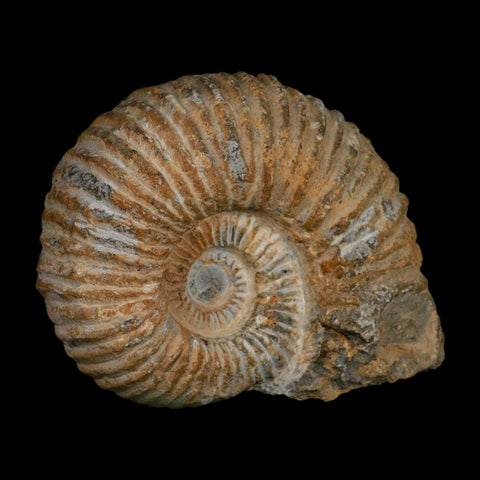 5.2" Acanthoceras Ammonite Fossil Agadir Morocco 360 Million Year Old COA - Fossil Age Minerals