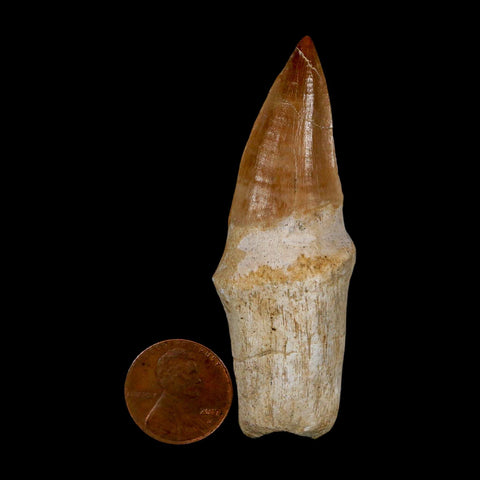 2.8" Mosasaur Eremiasaurus Fossil Tooth Rooted Cretaceous Dinosaur Era COA