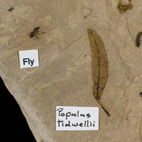 3.7" Fossil Papulus Tidwellii Leaf Ant And Fly Insect Green River FM Uintah UT Eocene Age - Fossil Age Minerals