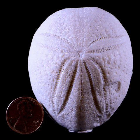 2.4" Sea Urchin Eupatagus Antillaruim Eocene Echinoid 38 Mil Yrs Old Ocala Florida - Fossil Age Minerals