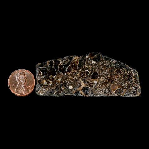 2.8" Polished Cut Slab Of Fossil Turritella Shells Eocene Age Wyoming Gastropod Shells - Fossil Age Minerals