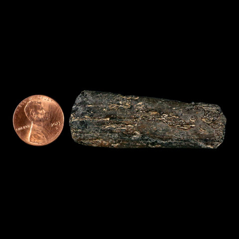 2.2" Mosasaur Fossil Rib Section Cretaceous Dinosaur Era Texas Ozan FM COA - Fossil Age Minerals
