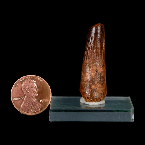 1.4" Spinosaurus Fossil Tooth 100 Million Years Old Cretaceous Dinosaur COA Stand - Fossil Age Minerals