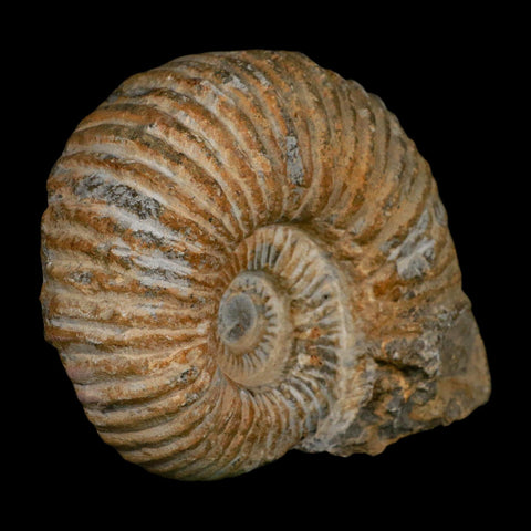 5.2" Acanthoceras Ammonite Fossil Agadir Morocco 360 Million Year Old COA - Fossil Age Minerals