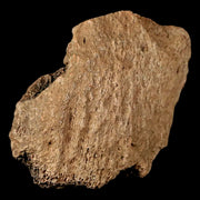 2.1" Ankylosaurus Fossil Ungal Bone Bite Mark Lance Creek Cretaceous Dinosaur WY COA