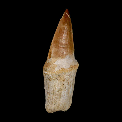 2.8" Mosasaur Eremiasaurus Fossil Tooth Rooted Cretaceous Dinosaur Era COA