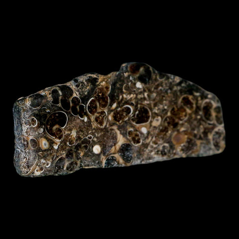 2.8" Polished Cut Slab Of Fossil Turritella Shells Eocene Age Wyoming Gastropod Shells - Fossil Age Minerals