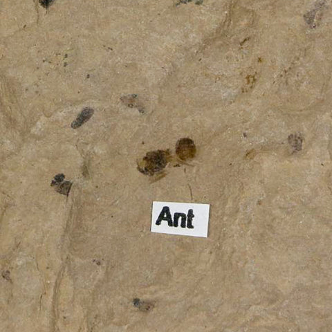 3.7" Fossil Papulus Tidwellii Leaf Ant And Fly Insect Green River FM Uintah UT Eocene Age - Fossil Age Minerals