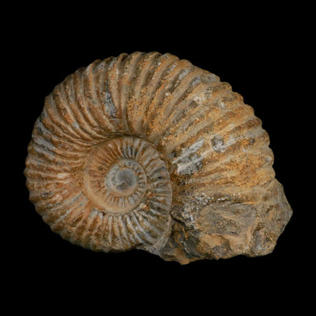 5.2" Acanthoceras Ammonite Fossil Agadir Morocco 360 Million Year Old COA