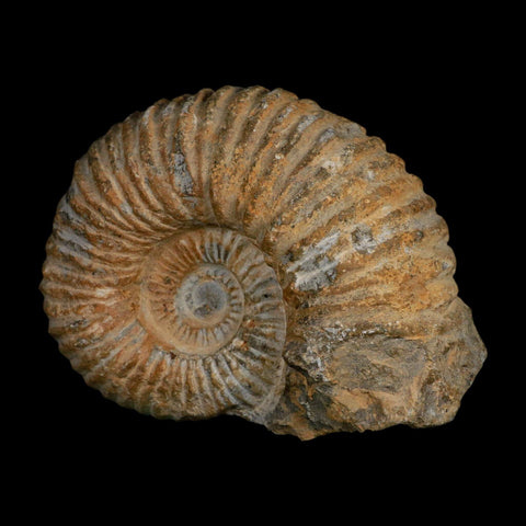 5.2" Acanthoceras Ammonite Fossil Agadir Morocco 360 Million Year Old COA - Fossil Age Minerals
