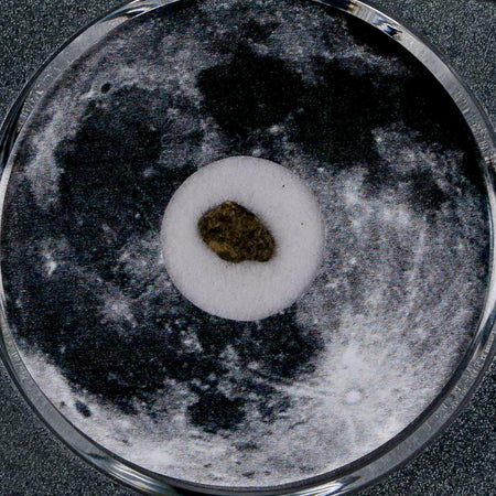 Moon Rock Lunar Meteorite Bechar 003 Algerian Sahara Desert Discovered 2022 COA