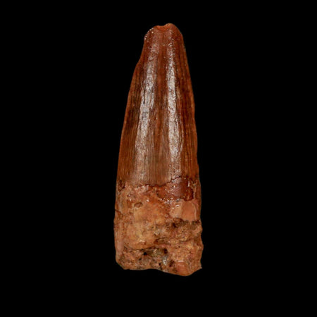 1.3" Spinosaurus Fossil Tooth 100 Million Years Old Cretaceous Dinosaur COA Stand