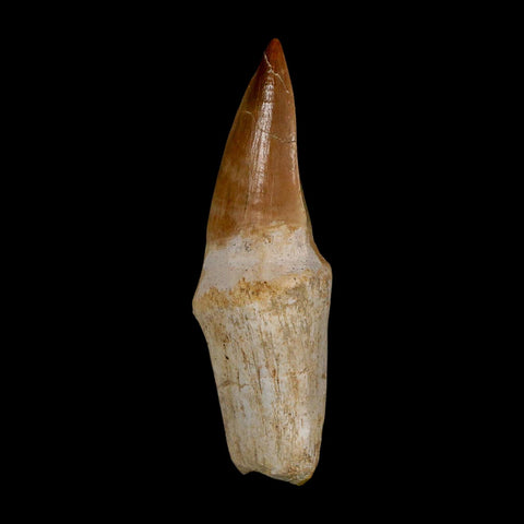 2.8" Mosasaur Eremiasaurus Fossil Tooth Rooted Cretaceous Dinosaur Era COA