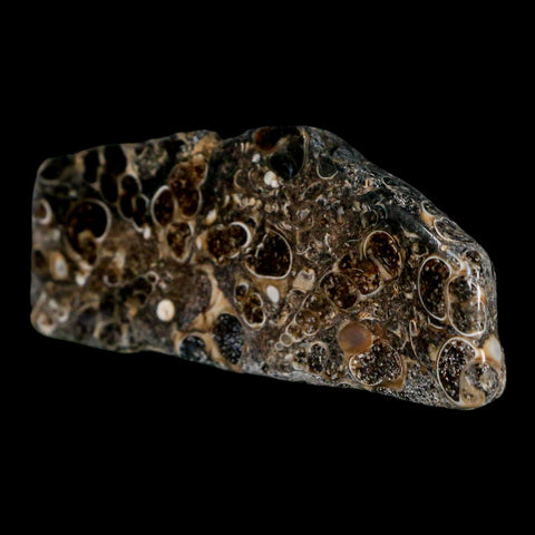 2.8" Polished Cut Slab Of Fossil Turritella Shells Eocene Age Wyoming Gastropod Shells - Fossil Age Minerals