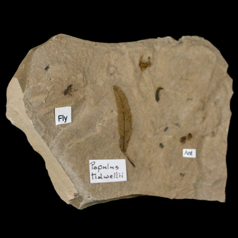 3.7" Fossil Papulus Tidwellii Leaf Ant And Fly Insect Green River FM Uintah UT Eocene Age - Fossil Age Minerals