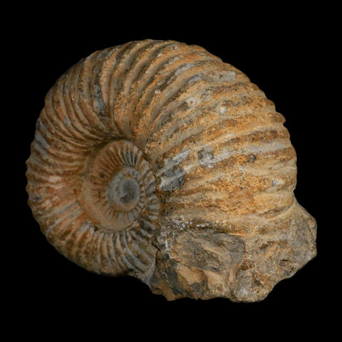 5.2" Acanthoceras Ammonite Fossil Agadir Morocco 360 Million Year Old COA - Fossil Age Minerals