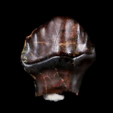 0.5" Ankylosaurus Fossil Tooth Judith River FM Cretaceous Dinosaur MT COA & Display - Fossil Age Minerals