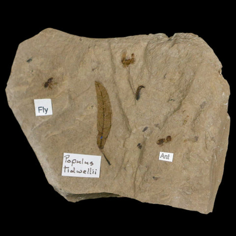 3.7" Fossil Papulus Tidwellii Leaf Ant And Fly Insect Green River FM Uintah UT Eocene Age - Fossil Age Minerals