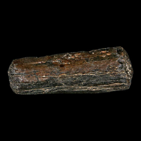 2.2" Mosasaur Fossil Rib Section Cretaceous Dinosaur Era Texas Ozan FM COA - Fossil Age Minerals