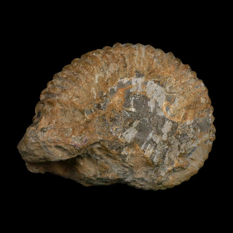 5.2" Acanthoceras Ammonite Fossil Agadir Morocco 360 Million Year Old COA - Fossil Age Minerals