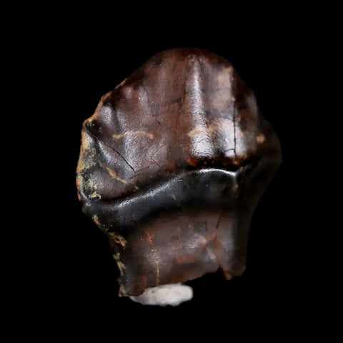 0.5" Ankylosaurus Fossil Tooth Judith River FM Cretaceous Dinosaur MT COA & Display - Fossil Age Minerals