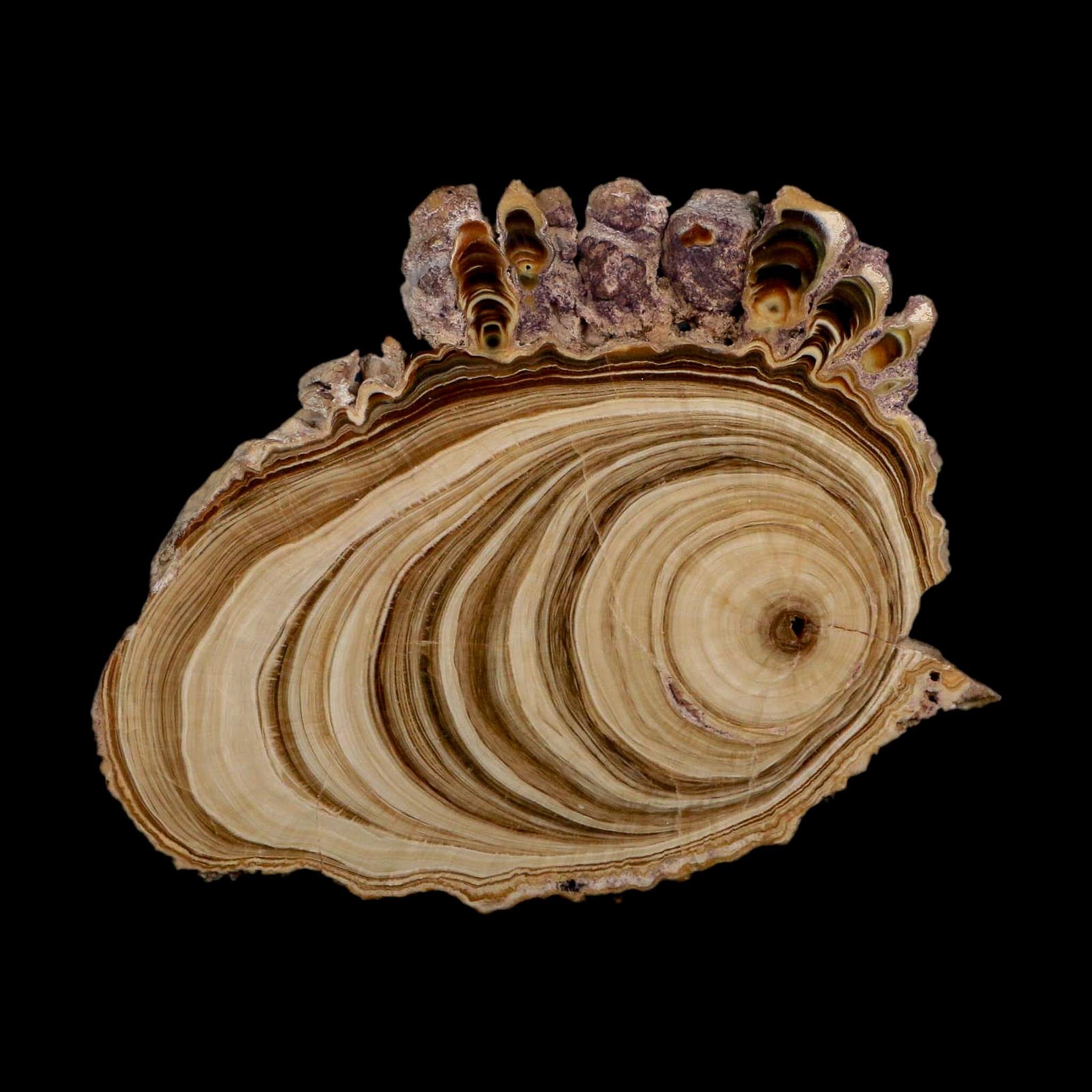 4.6" Aragonite Stalactite Slice Cave Calcite Crystal Mineral Specimen Morocco