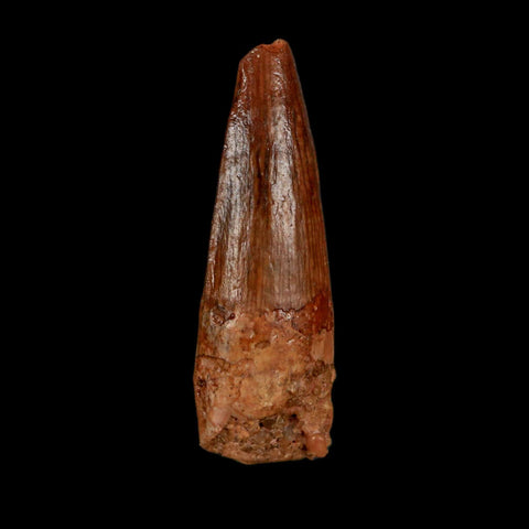 1.3" Spinosaurus Fossil Tooth 100 Million Years Old Cretaceous Dinosaur COA Stand - Fossil Age Minerals