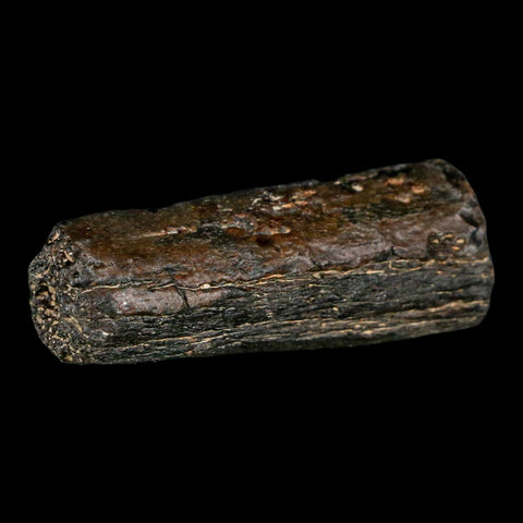 2.2" Mosasaur Fossil Rib Section Cretaceous Dinosaur Era Texas Ozan FM COA - Fossil Age Minerals