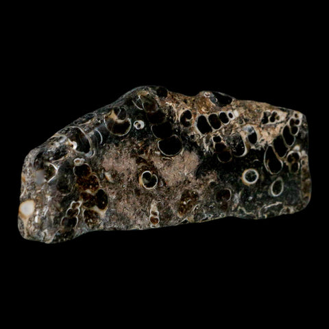 2.8" Polished Cut Slab Of Fossil Turritella Shells Eocene Age Wyoming Gastropod Shells - Fossil Age Minerals