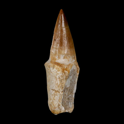 2.8" Mosasaur Eremiasaurus Fossil Tooth Rooted Cretaceous Dinosaur Era COA